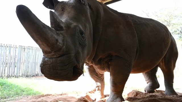 Saving one of nature's rarest animals from extinction