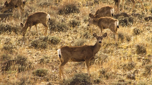 Nevada warns hunters of ‘zombie’ deer disease affecting herds in 24 other states