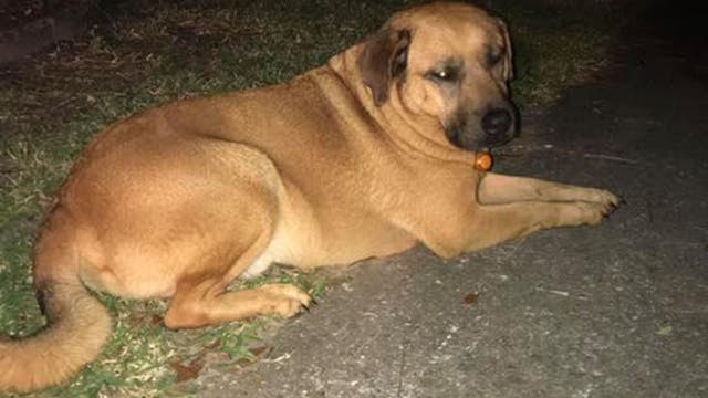 Dog woke veteran owner during house fire, saving his life