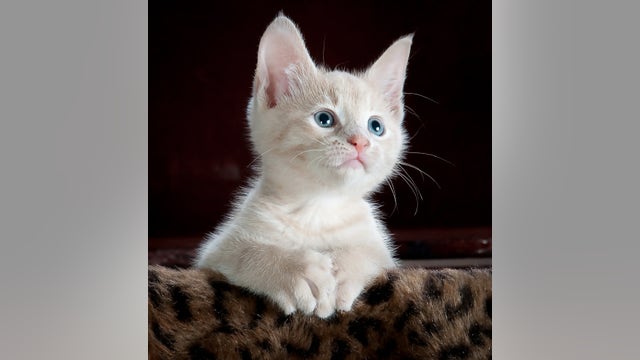 October 29 is National Cat Day