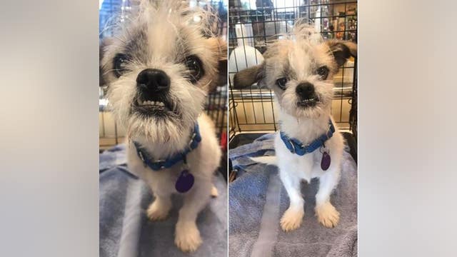 Photos of 'rock star' pup goes viral