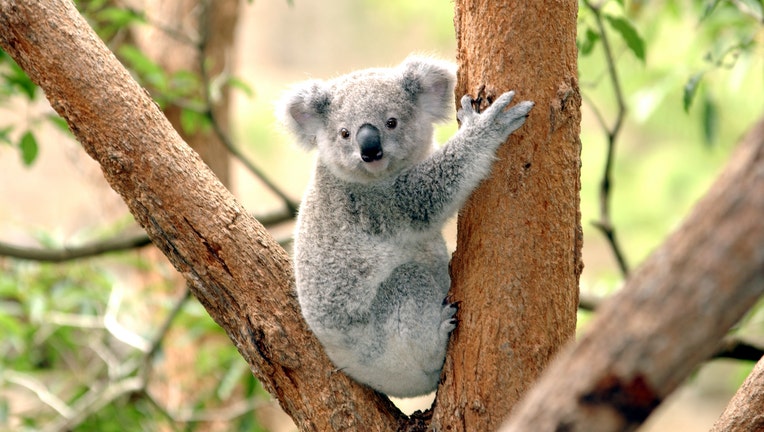 Koala at Taronga Zoo, Sydney Australia Nov 2002. (Photo by Jeff Overs/BBC News & Current Affairs via Getty Images)