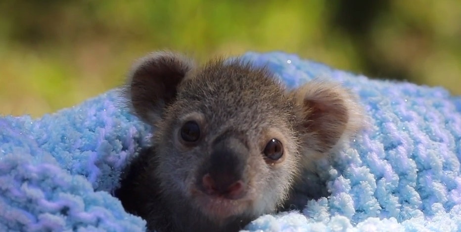 Australia Zoo Saves 1-Lb. Koala Joey Tragedy