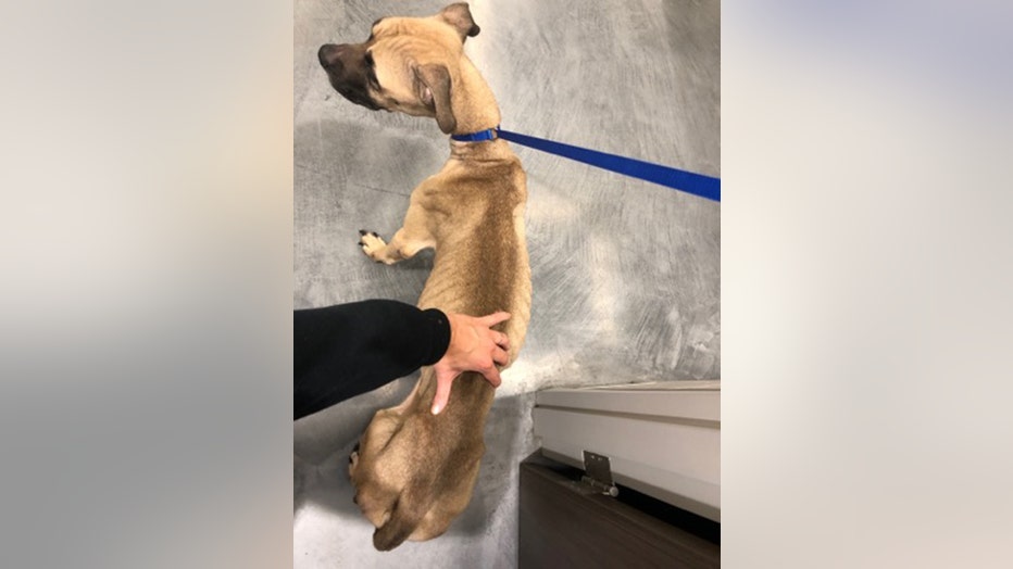 RBARI_SALLY_DOG_2.jpg