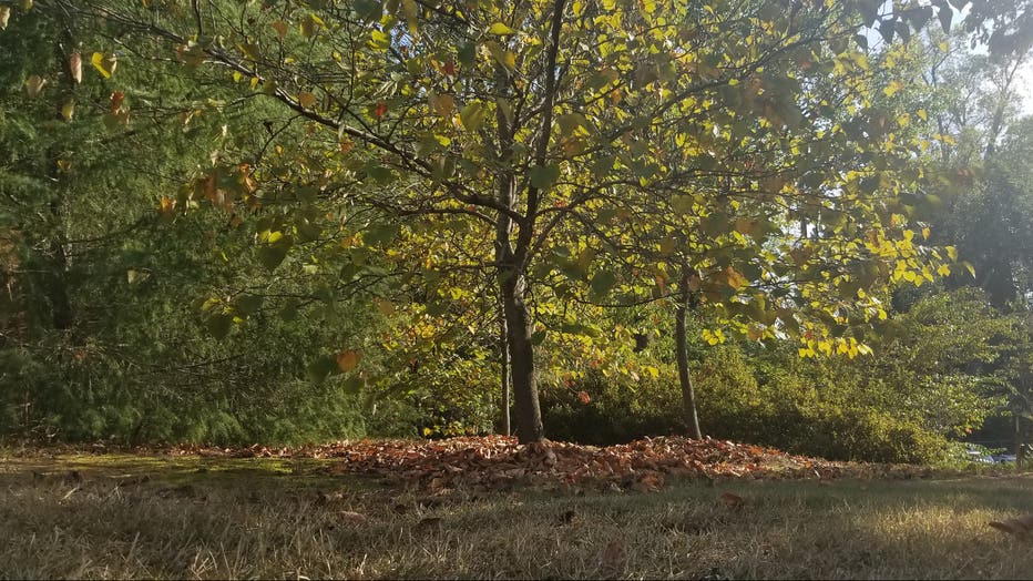 Trees shine in the sunlight, as the first autumn leaves fall