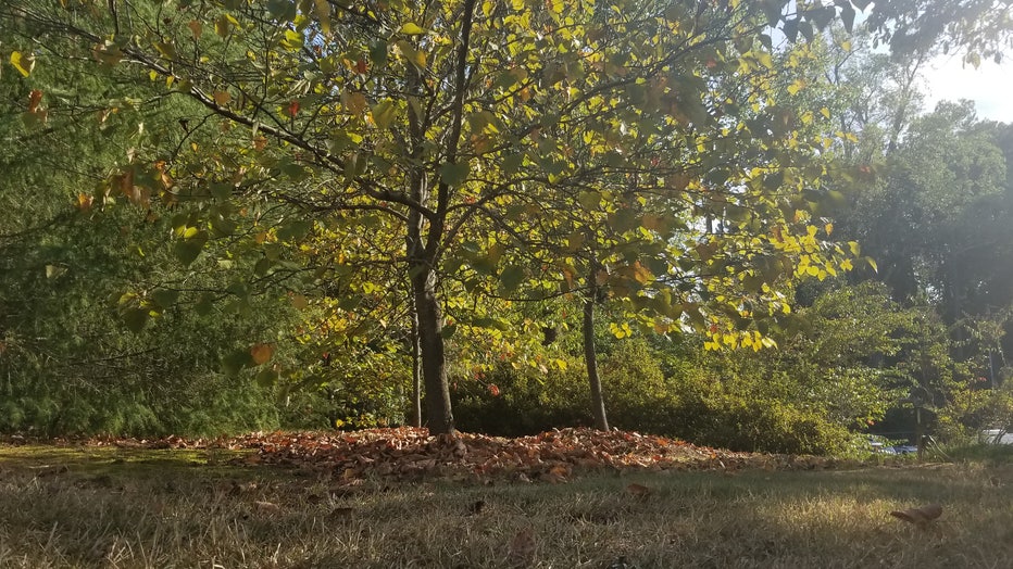 Trees shine in the sunlight, as the first autumn leaves fall