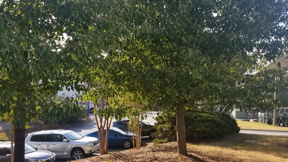 Trees stand in the sunlight