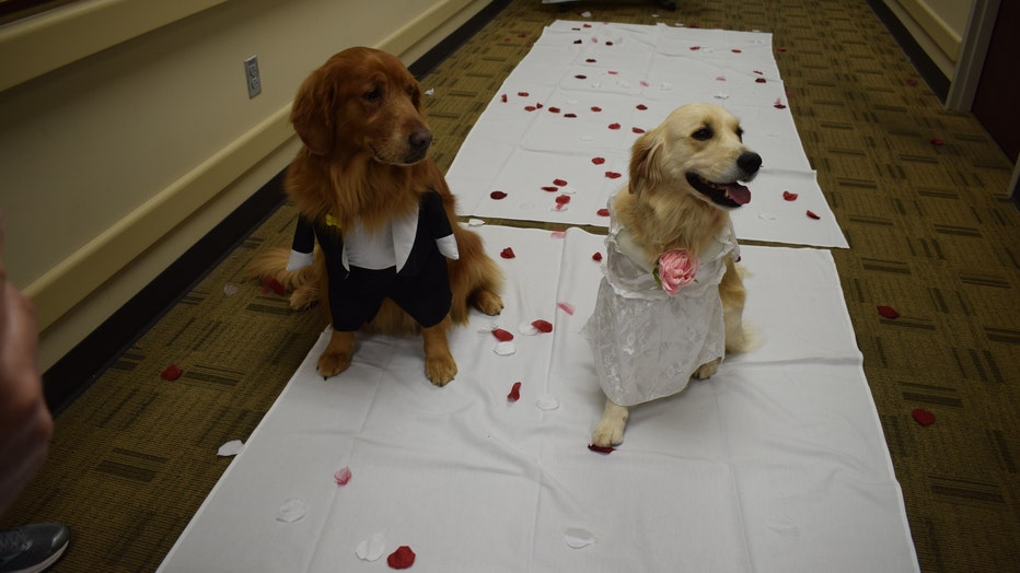 Wedding held for therapy dogs at North Texas hospital