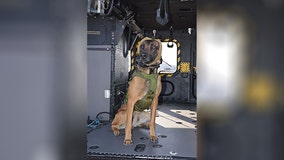 Specialized canine auditory gear developed to protect military dogs from hearing loss