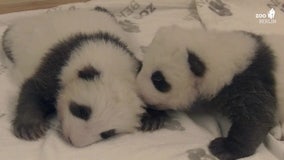 Twin panda cubs meet for the first time at Berlin zoo