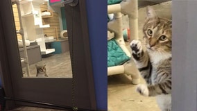 ‘He will not be contained’: Quilty the shelter cat put in solitary confinement after repeatedly freeing other cats