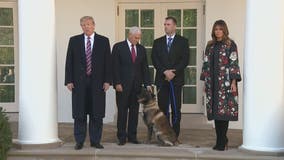 President Trump welcomes 'Conan,' heroic military dog who assisted in al-Baghdadi raid, to White House