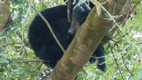 Bear cub trapped in tree over tiger enclosure at Florida wildlife sanctuary