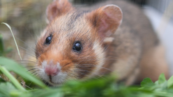 Dad loses daughter's hamster, panics in now-viral text messages