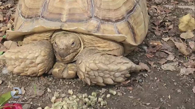 Moose the tortoise goes missing from San Jose home, again