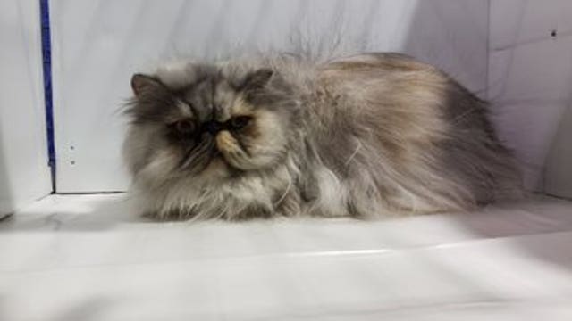 Cat Show celebrates 81 meow-morable years