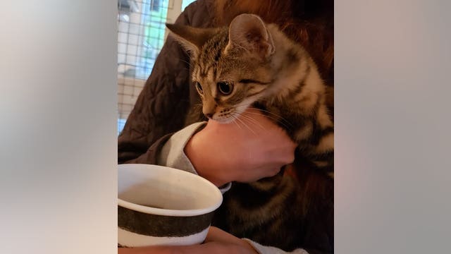 Furkids celebrates opening of new headquarters