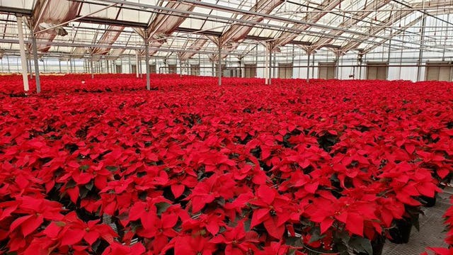 Poinsettias brighten the season at Pike Nurseries