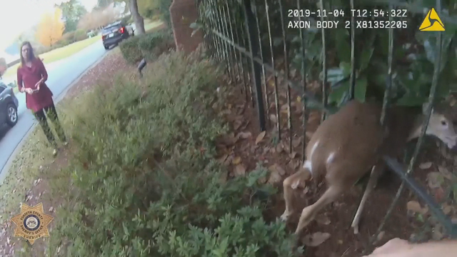 Deputies rescue deer in distress