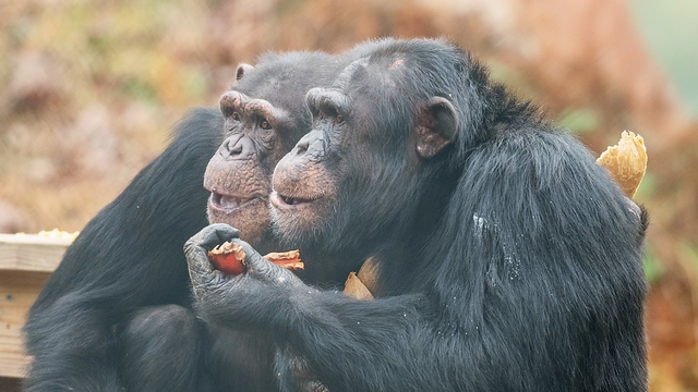Chimpsgiving for nearly 80 chimps at sanctuary in north Georgia