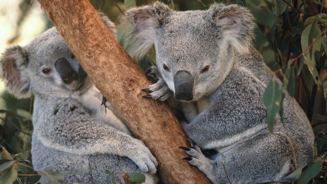 About 350 koalas feared dead in raging Australian wildfires