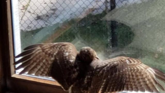 Hawk smashes its way into a Cobb County home and stays for awhile