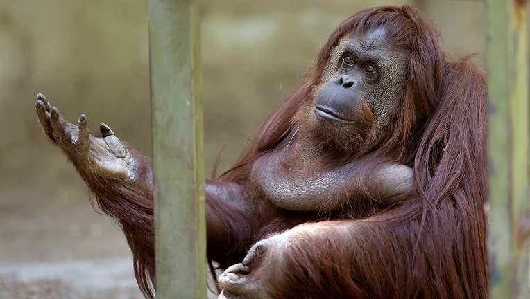 Sandra, a 29-year-old orangutan, is pictured at Buenos Aires' zoo, on December 22, 2014. Sandra got cleared to leave a Buenos Aires zoo she has called home for 20 years, after a court ruled she was entitled to more desirable living conditions. (JUAN MABROMATA/AFP via Getty Images)