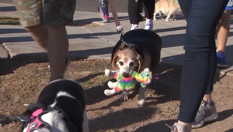 OBESE_BEAGLE_WALKS_A_MILE_TO_CELEBRATE_BIRTHDAY__VO___KSAZ1117193.mp4_.00_00_09_27.Still002.jpg