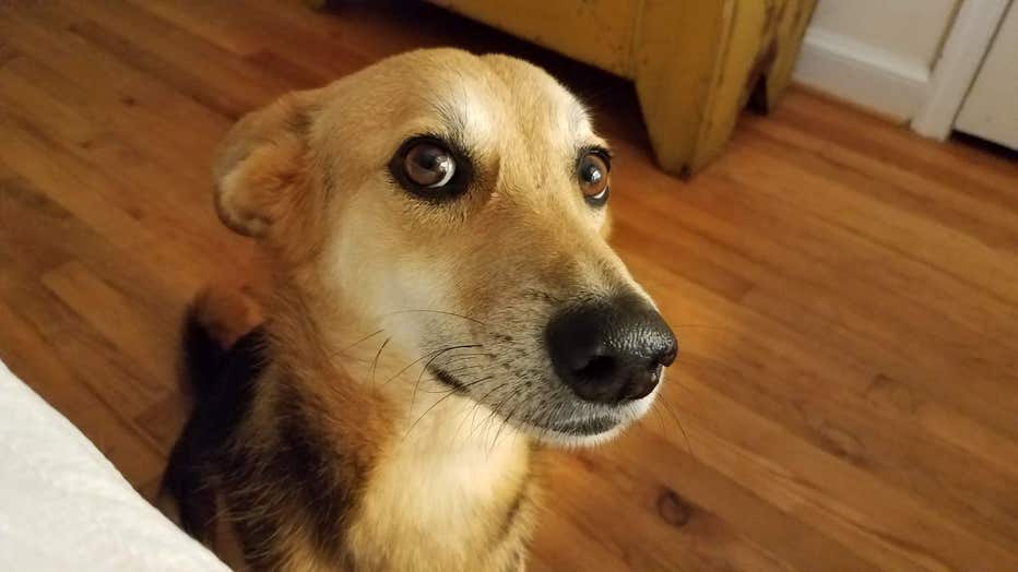 Dog waits for food.