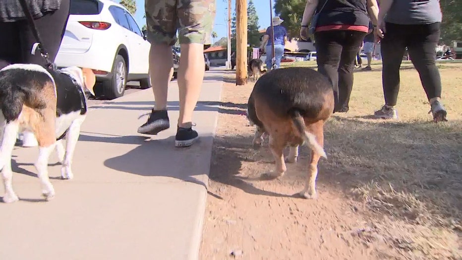 OBESE_BEAGLE_WALKS_A_MILE_TO_CELEBRATE_BIRTHDAY__VO___KSAZ1117193.mp4_.00_00_18_37.Still001.jpg