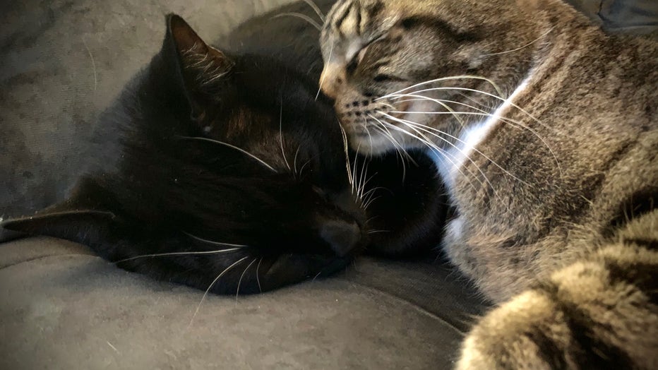 cats relax on a couch