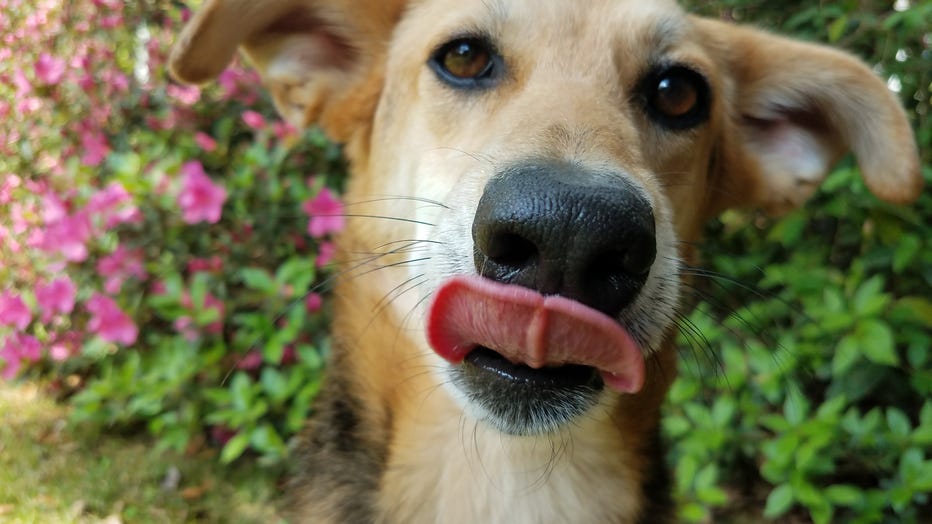 Dog waits for a treat