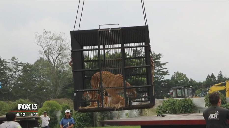 guatemala-cats-to-big-cat-rescue.jpg