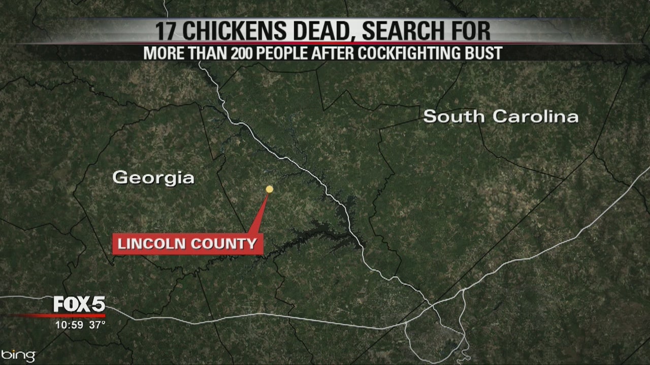 Massive cockfighting bust in Lincoln County