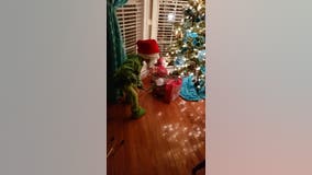 Georgia 'Grinch' steals Christmas along with our hearts