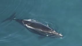 Rare whales, mother and calf, spotted of Georgia coast