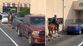 Pinellas Park police horse goes through Starbucks drive-thru line