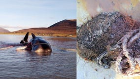 Sperm whale found dead with 220 pound ‘ball’ of trash in stomach