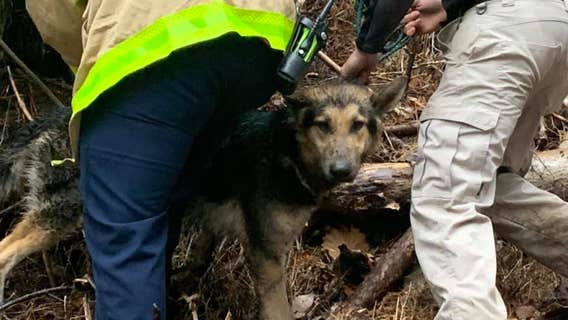 Bartow County firefighters rescue dog from cliff