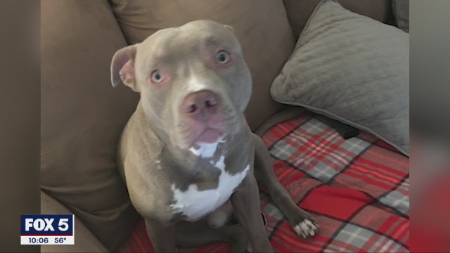 Dog owner faces charges after their dog attacks 2 people, dog at pet store