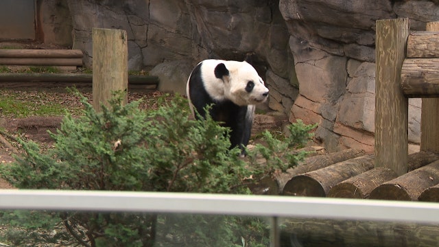Yang Yang the panda predicts a Peach Bowl winner