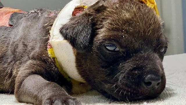 Brevard County to consider creating animal abuse registry