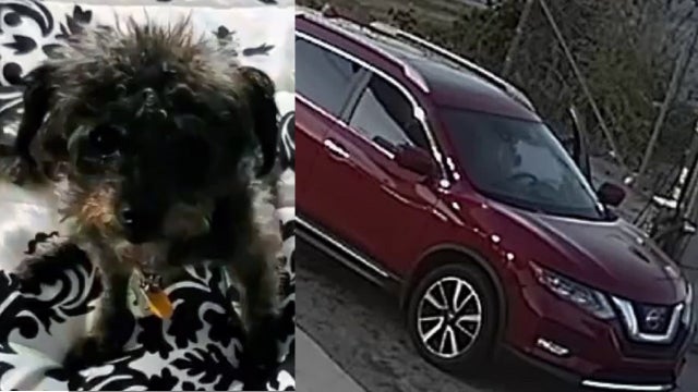 Carjacked dog returns, search for 3 suspects, SUV continue