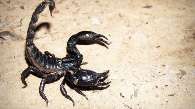 Woman stung by scorpion on flight to Atlanta