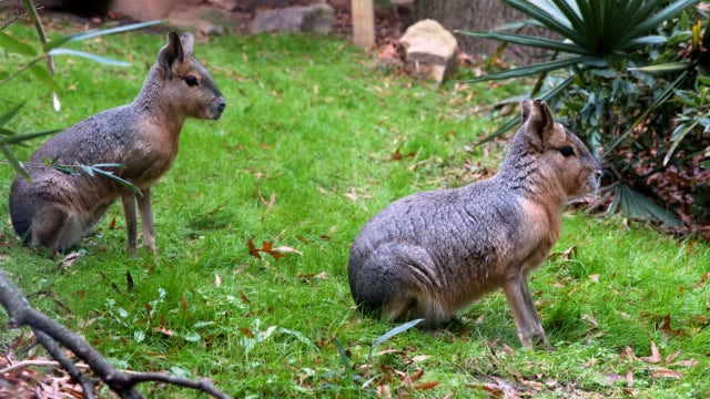 Zoo Atlanta welcomes new species