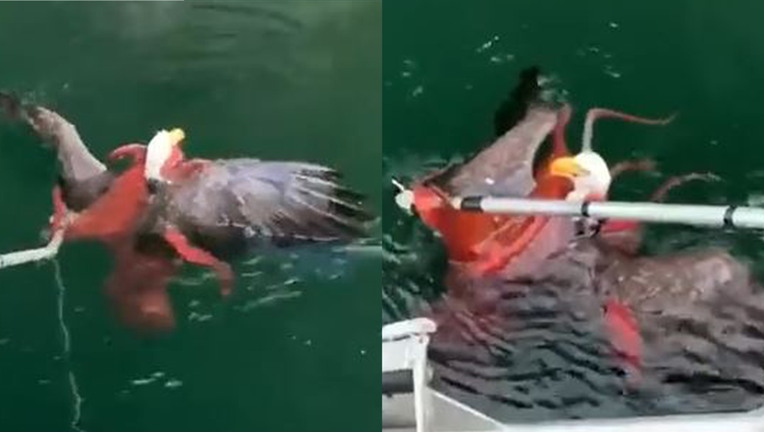 The group of salmon farmers captured video of a eagle caught in the octopus' death grip.