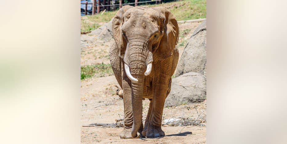 46-year-old Oakland Zoo elephant euthanized after battle with