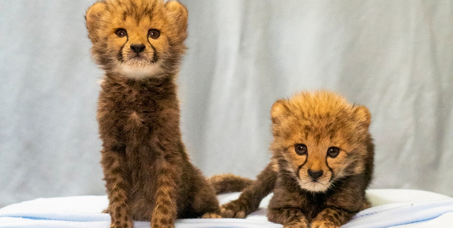 Busch Gardens' cheetah cubs get taste of the Stanley Cup with icy