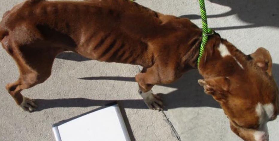 Emaciated' dog rescued near U.S. 35 in Wayne County