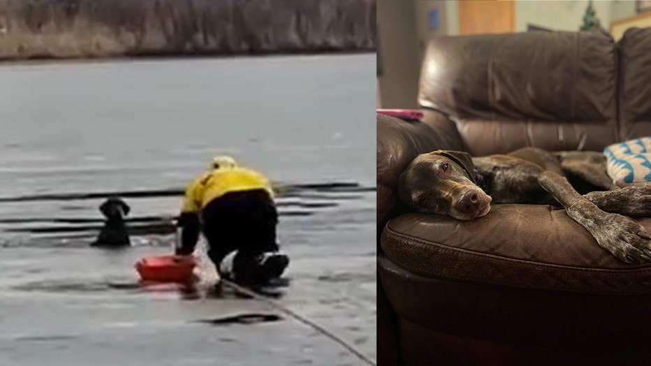 Rollie, the German Shorthaired Pointer, fell into an freezing body of water after she had escaped from her owners car.